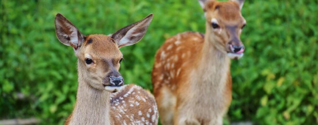 En savoir plus sur Le Parc du Quinquis, un parc animalier singulier en Bretagne srcset=