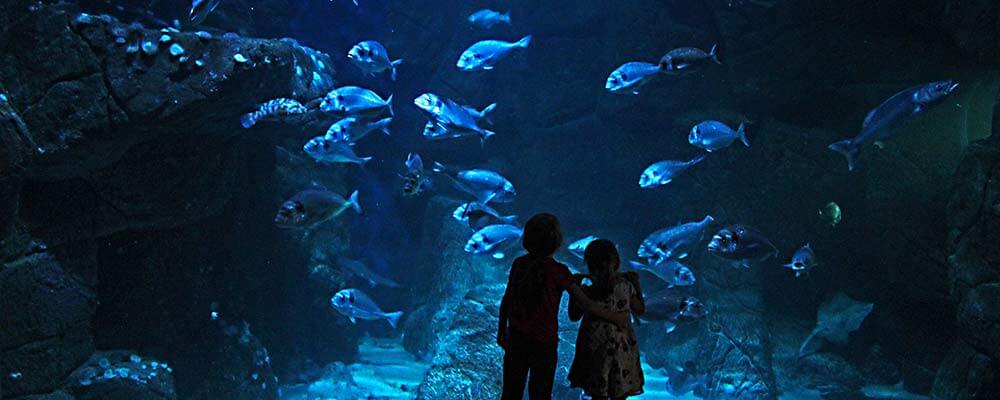 En savoir plus sur L’Aquashow à Audierne, une activité familiale, ludique et pédagogique srcset=