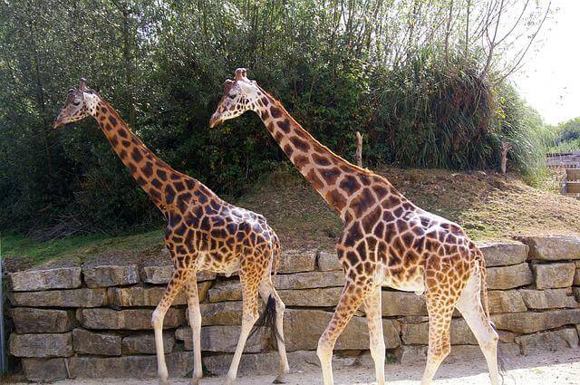 En savoir plus sur Parc de Branféré, un havre de paix pour animaux srcset=